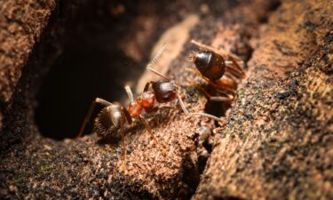 The "ManhattAnt" has become the second most common ant in New York City since its first sighting in 2011