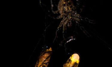 An orb-weaving spider is shown here with two ensnared male fireflies.