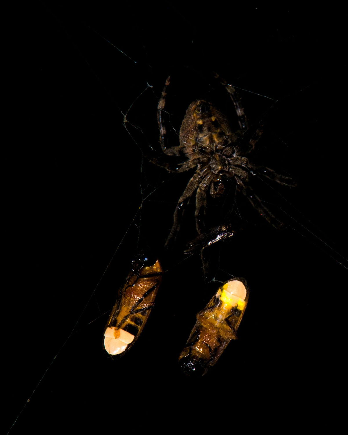 <i>Xinhua Fu via CNN Newsource</i><br/>An orb-weaving spider is shown here with two ensnared male fireflies.