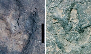 Two dinosaur tracks from the Koum Basin in Cameroon can be seen in what was once a basin 120 billion years ago.