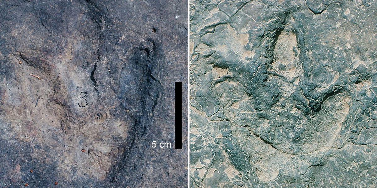 <i>Southern Methodist University via CNN Newsource</i><br/>Two dinosaur tracks from the Koum Basin in Cameroon can be seen in what was once a basin 120 billion years ago.