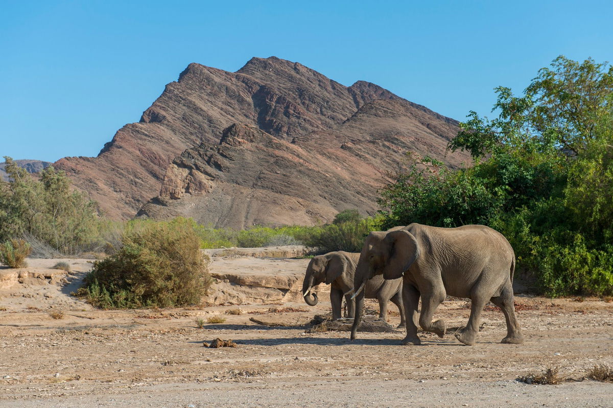 <i>Wolfgang Kaehler/LightRocket/Getty Images via CNN Newsource</i><br/>African elephants in the Hoanib River Valley in Namibia are seen here in 2019. Namibia is planning to kill more than 700 wild animals