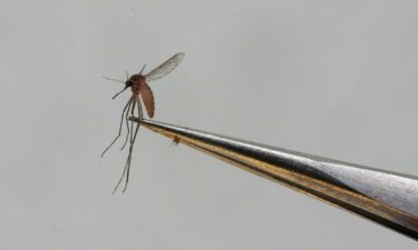 A Culex tarsalis mosquito is shown at the Salt Lake City Mosquito Abatement District in Aug. 2023