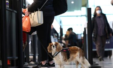 Which airline is the best to travel with an emotional support animal? See how policies vary.