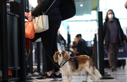 Which airline is the best to travel with an emotional support animal? See how policies vary.