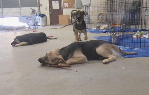 Eleven puppies were euthanized last week after their littermate tested positive for rabies.