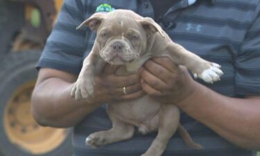 Jose Gudiel holds an American micro bully puppy that looks similar to the two that were stolen from his home in Bellingham.