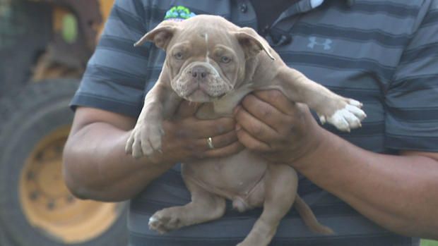 <i>WBZ via CNN Newsource</i><br/>Jose Gudiel holds an American micro bully puppy that looks similar to the two that were stolen from his home in Bellingham.