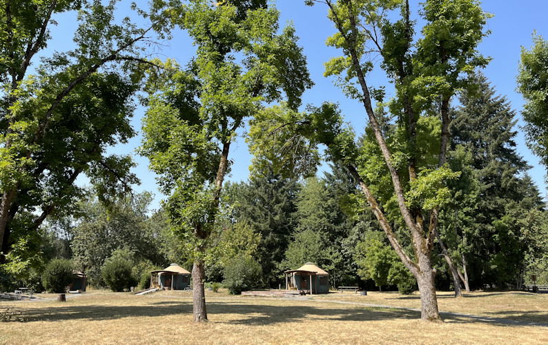 Ash trees provide shade at Champoeg State Heritage Area.