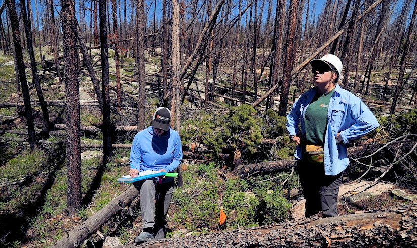 Marin Chambers, left, takes notes while Maddie Wilson provides observations Tuesday, June 11, 2024, in Bellvue, Colo, at a reforestation test plot at the 2020 Cameron Peak Fire burn area.