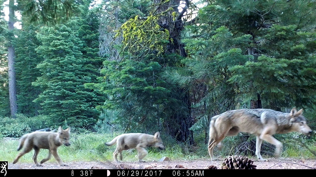 This remote camera image provided by the U.S. Forest Service shows a female gray wolf and two of the three pups born in 2017 in the wilds of Lassen National Forest in northern California on June 29, 2017. 