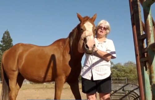 Jean Bishop  is pleading for help after her sick horse went missing from her home on September 2 in Sacramento.