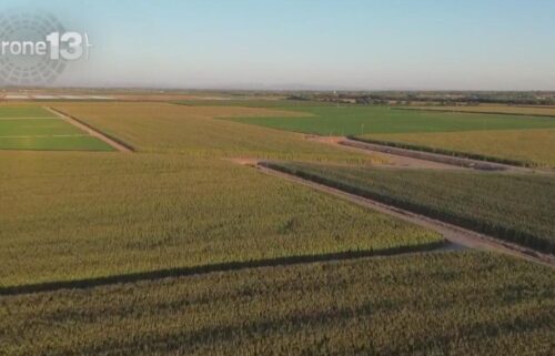 Thousands of illegal marijuana plants were seized in a two-day operation in south Sacramento County