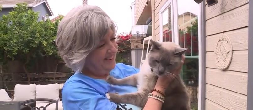 <i>KSBW via CNN Newsource</i><br/>A Salinas couple has reunited with their beloved house cat after losing him in Yellowstone National Park.