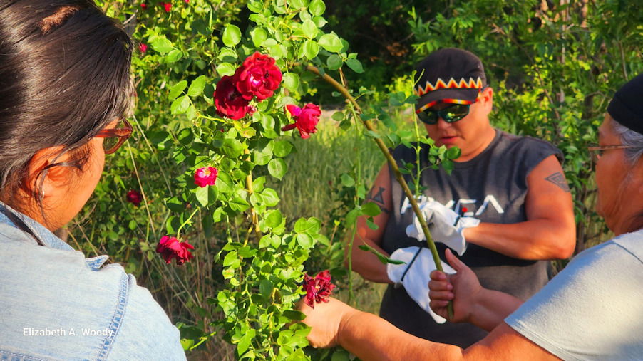 Gathering rose boughs in preparation for the rose bough baby board making class, June 2023. 