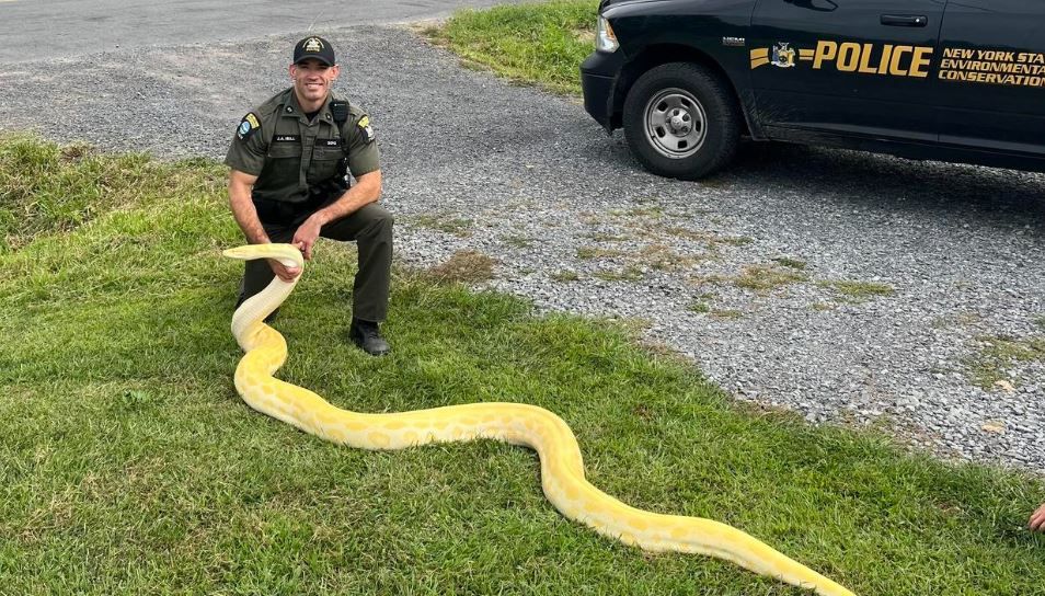 <i>NY Dept.of Environmental Conservation/WCBS via CNN Newsource</i><br/>The New York State Department of Environmental Conservation said it recovered a massive 80 pound Burmese python from a Central New York home.