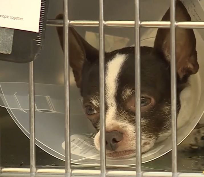 <i>KMBC via CNN Newsource</i><br/>Veterinarians in Kansas City want pet owners to take action following the appearance of a disease that can be fatal for animals.