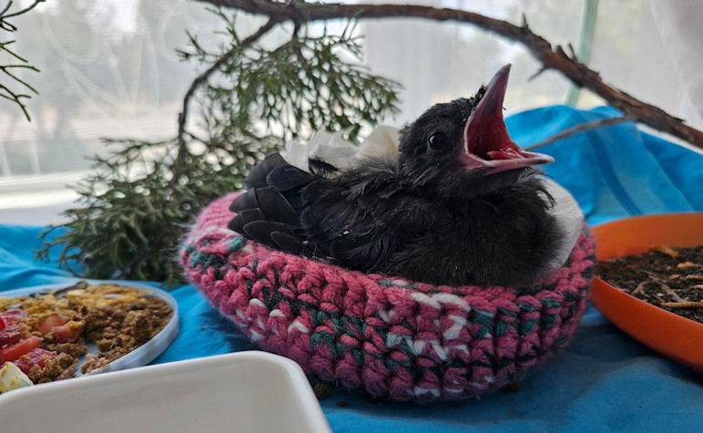 A steller's jay at Think Wild