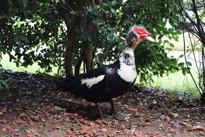 <i>Tuscaloosa Fire Rescue via CNN Newsource</i><br/>A feathered firefighter in Alabama is proving that ducks may be better than Dalmatians when it comes to keeping a crew company.