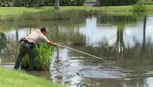 <i>Florida Fish and Wildlife Conservation Commission/WFTX via CNN Newsource</i><br/>A woman walking her dog in North Fort Myers was attacked by an alligator on September 5.