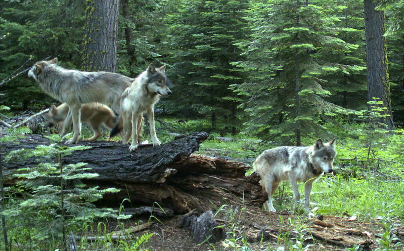 The Oregon Department of Fish and Wildlife said 19 wolves have been killed in the state since 2015. 