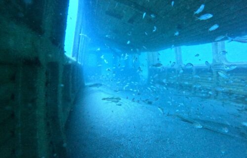 Sunken MARTA railcars have a new use underwater.