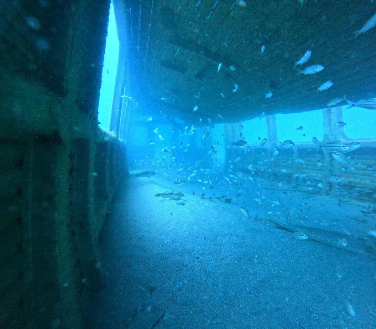 <i>MARTA/Georgia Department of Natural Resources via CNN Newsource</i><br/>Sunken MARTA railcars have a new use underwater.