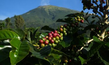 Uncool beans? Coffee berries grow at a coffee plantation on the Indonesian island of Java.