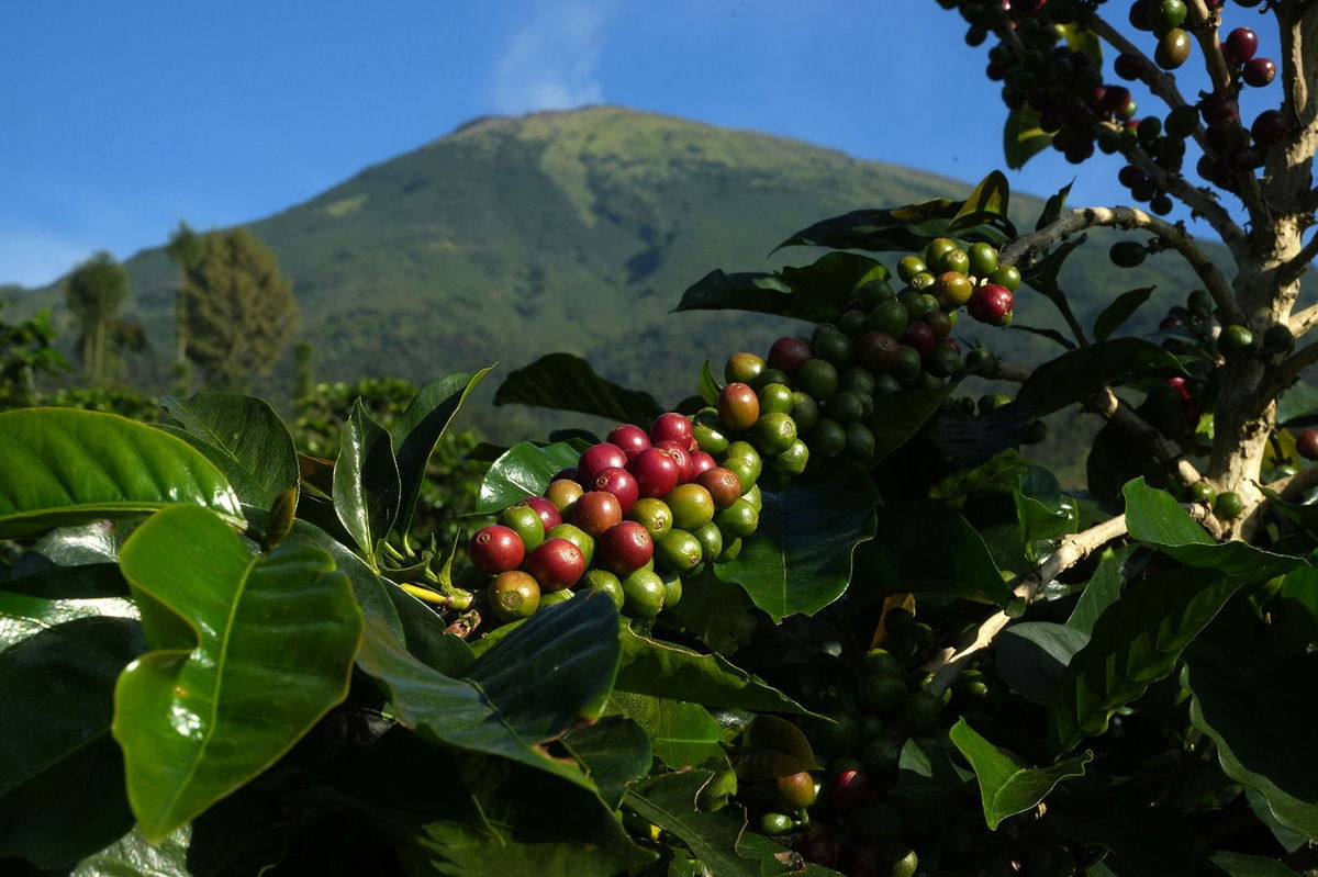 <i>Dimas Ardian/Bloomberg/Getty Images via CNN Newsource</i><br/>Uncool beans? Coffee berries grow at a coffee plantation on the Indonesian island of Java.