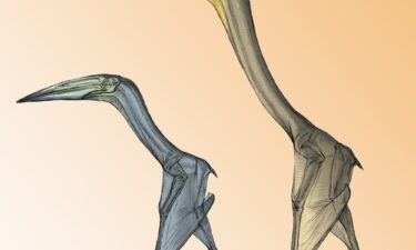 Fossils of the pterosaurs Inabtanin alarabia (left) and Arambourgiania philadelphiae discovered in Jordan showcased their 3D wing structures and helped researchers determine how large they were.