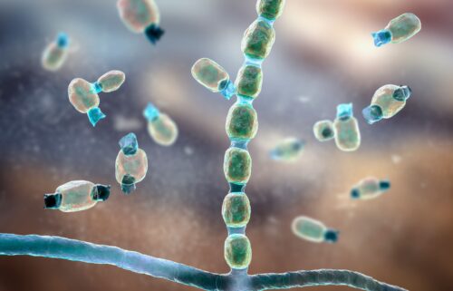 Illustration of thick-walled arthroconidia and arthrospores from the fungus Coccidioides immitis. This fungus can cause Valley fever if the spores are inhaled.