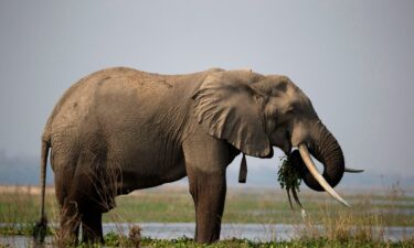 Zimbabwe’s elephant population is the second-largest in the world.