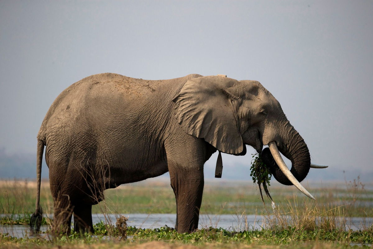 <i>Godong/Universal Images Group/Getty Images via CNN Newsource</i><br/>Zimbabwe’s elephant population is the second-largest in the world.