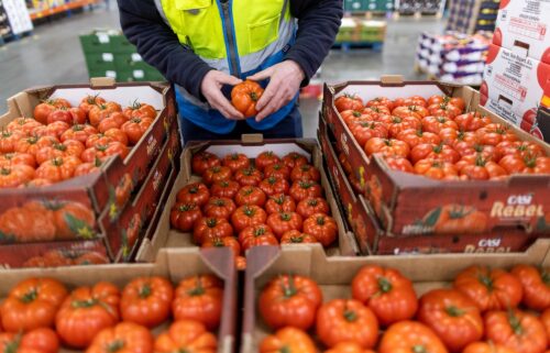 An employee checks tomatoes imported from Spain at the D & F McCarthy Ltd. wholesaler in Norwich