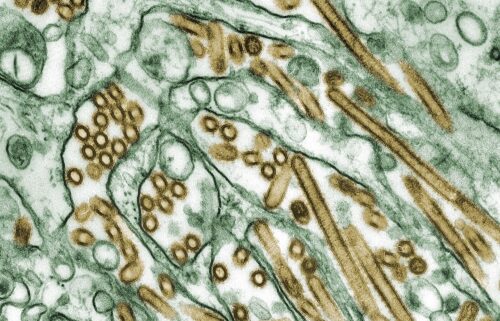 A person in Missouri who did not have contact with animals tested positive for H5N1.