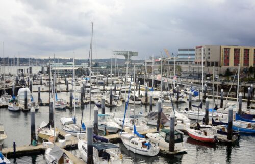 A river otter attacked a family at Bremerton Marina in Kitsap County