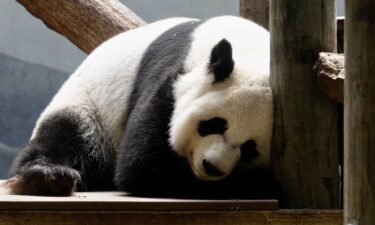 A female giant panda snoozes at Zoo Atlanta. Pandas sleep about 10 hours a day and spend the rest of their time eating.