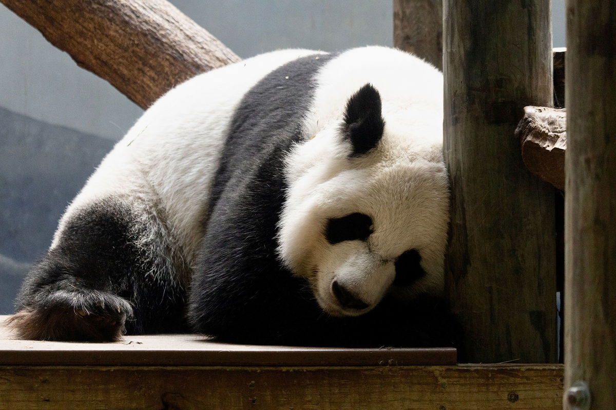 <i>Kelly Bowman/CNN via CNN Newsource</i><br/>A female giant panda snoozes at Zoo Atlanta. Pandas sleep about 10 hours a day and spend the rest of their time eating.