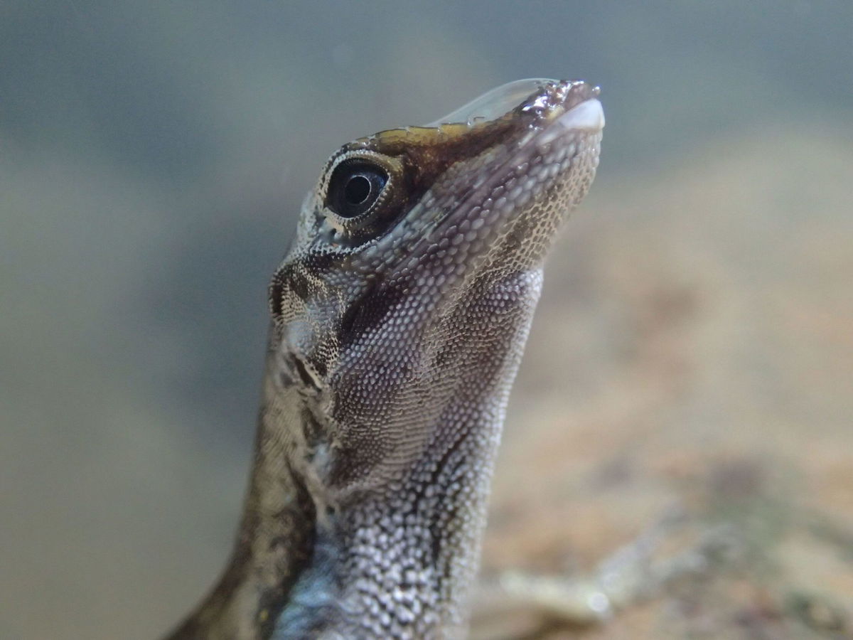 <i>Dr. Lindsey Swierk via CNN Newsource</i><br/>Using the air bubble helps the anole to stay underwater longer