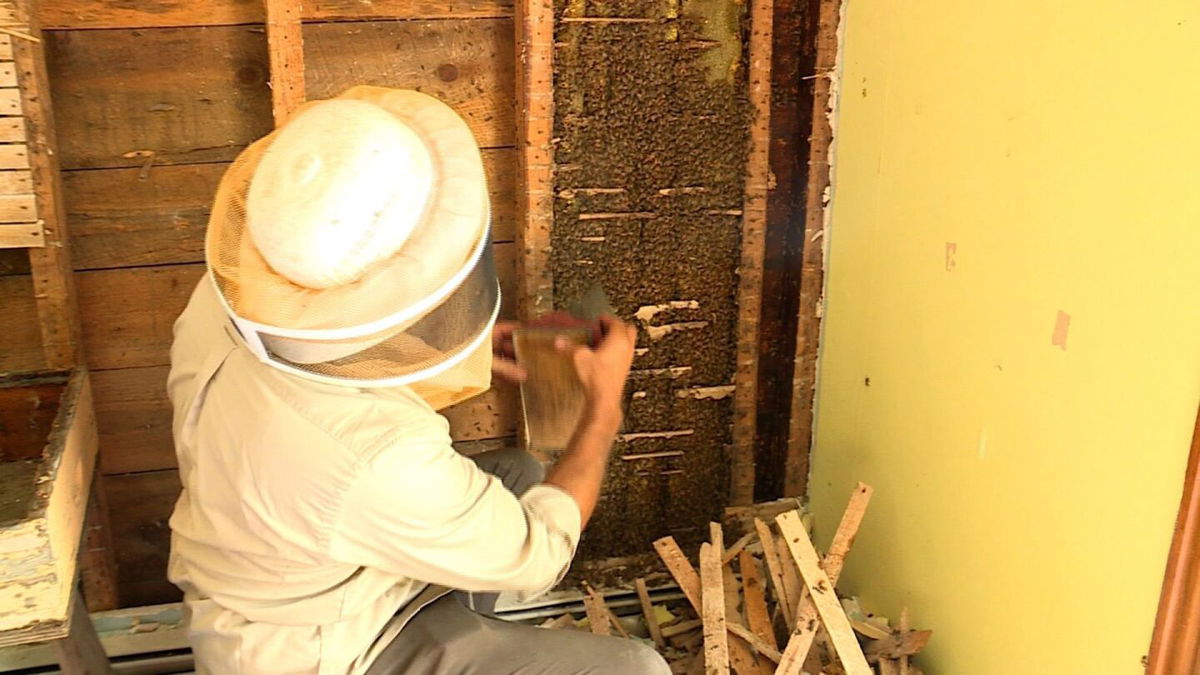 <i>WMTW via CNN Newsource</i><br/>The bees were removed from a Maine farmhouse this week.