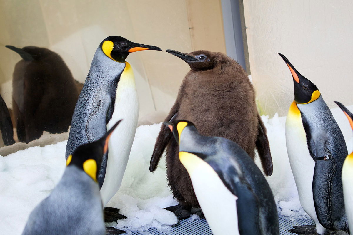 <i>SEA LIFE Melbourne Aquarium via CNN Newsource</i><br/>Pesto is pictured socializing with the other penguins in his colony.