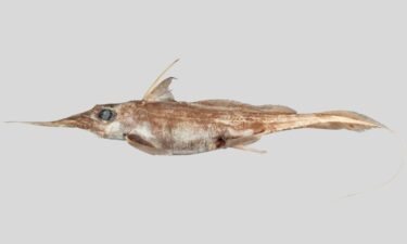 The newly discovered Australasian Narrow-nosed Spookfish