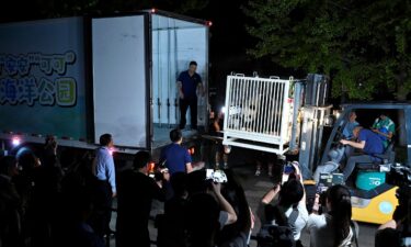 Giant panda An An is carried onto a truck as the two giant pandas make their way to Hong Kong