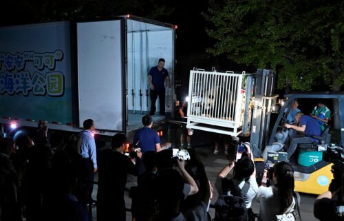 Giant panda An An is carried onto a truck as the two giant pandas make their way to Hong Kong