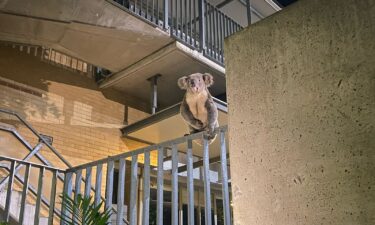 Walter found a perch in a school after wandering across a road on September 4.