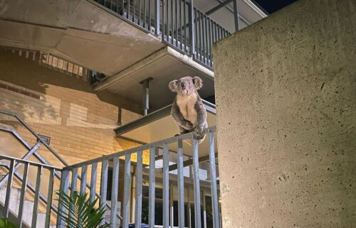 Walter found a perch in a school after wandering across a road on September 4.