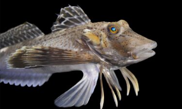 A species of sea robins called Prionotus carolinus studied by the researchers used their legs for walking