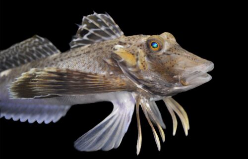 A species of sea robins called Prionotus carolinus studied by the researchers used their legs for walking