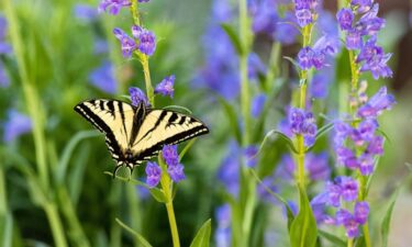 Plants and their pollinators are increasingly out of sync