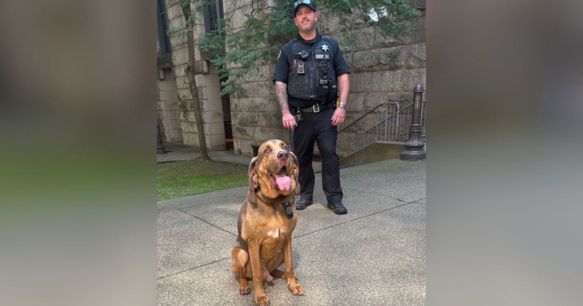 <i>WJZ via CNN Newsource</i><br/>Allegheny County Sheriff K-9 Ranger helped track down a bank robbery suspect in Carnegie.